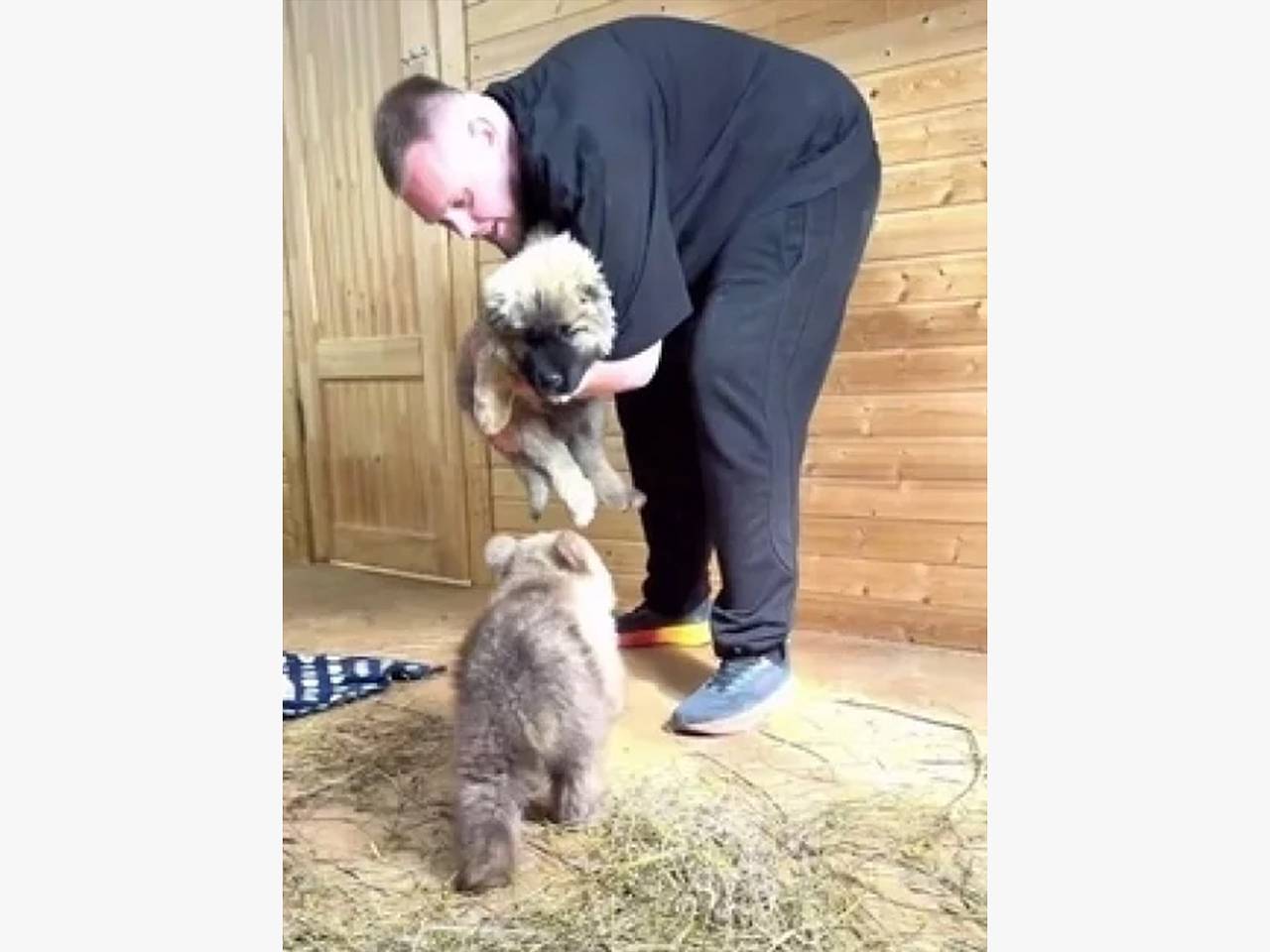 У маленькой медведицы Дыньки появился друг-щенок по кличке Арбузик