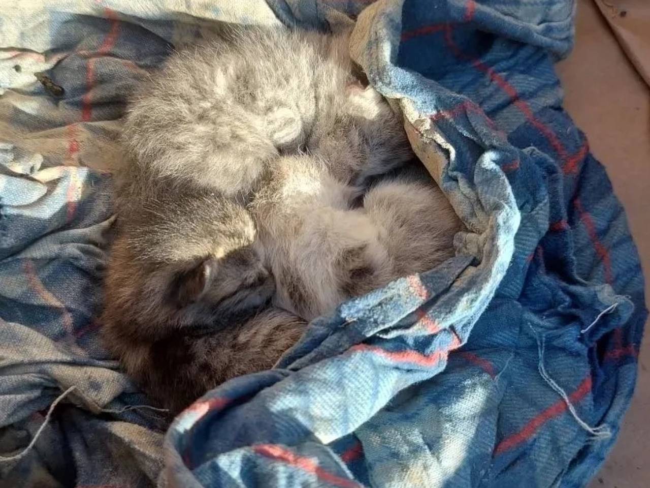 В Дагестане спасли обнаруженных на чердаке под разрушенной крышей котят