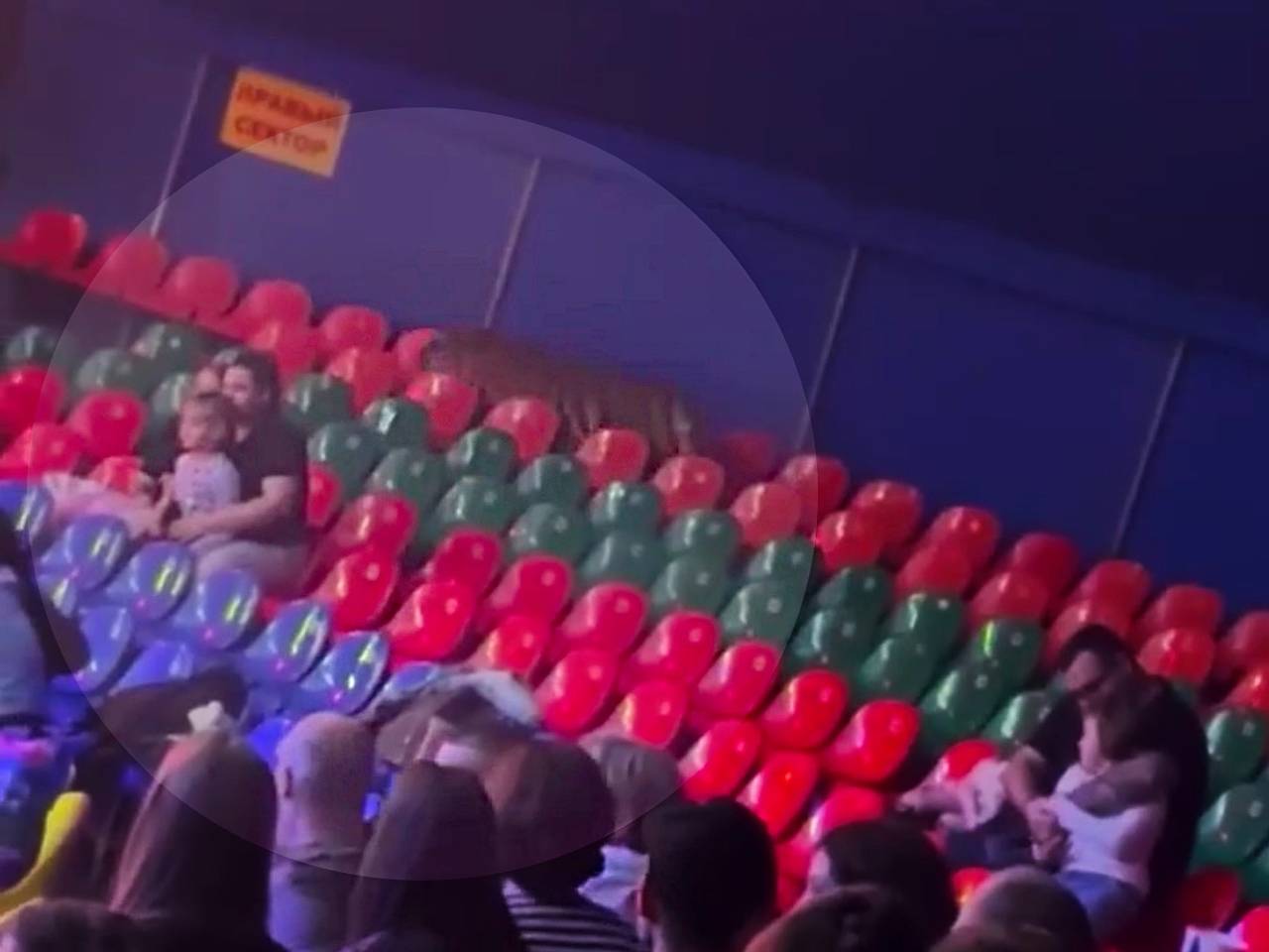 Родители закрыли собой детей от выпрыгнувшего тигра в российском цирке