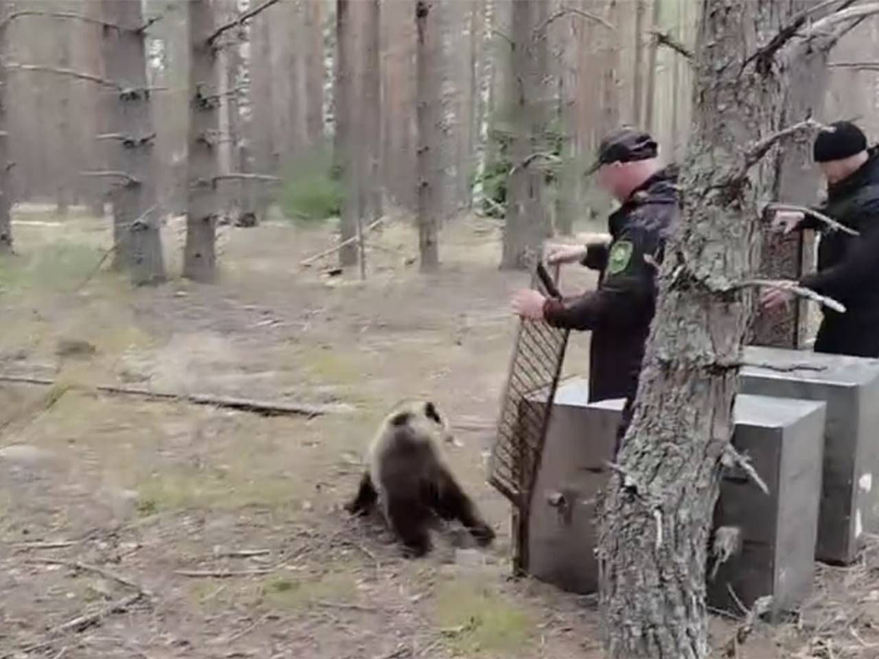 Медвежат Клепу и Кристину вернули в дикую природу на родине