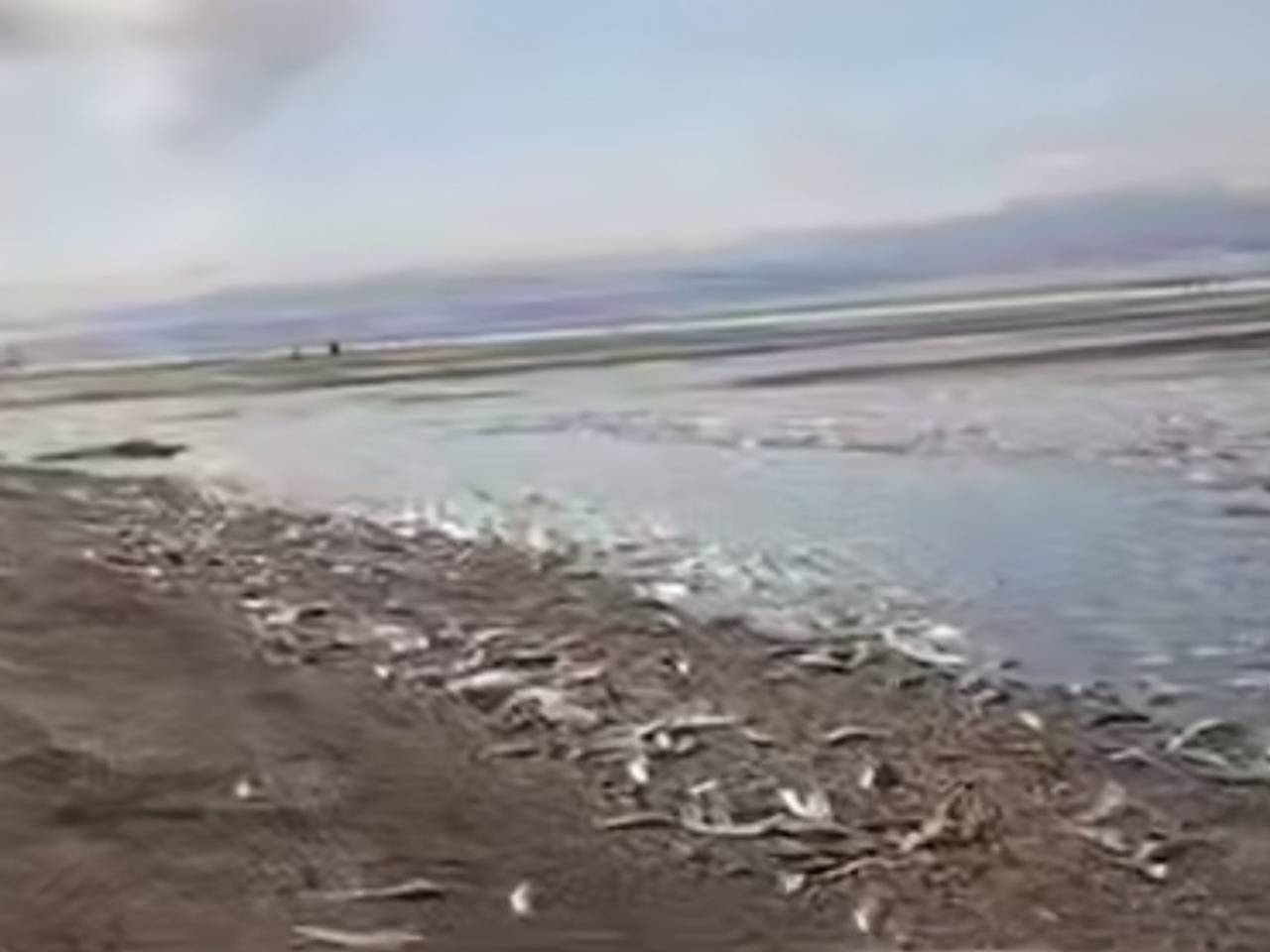 Селедочный апокалипсис в российском регионе сняли на видео