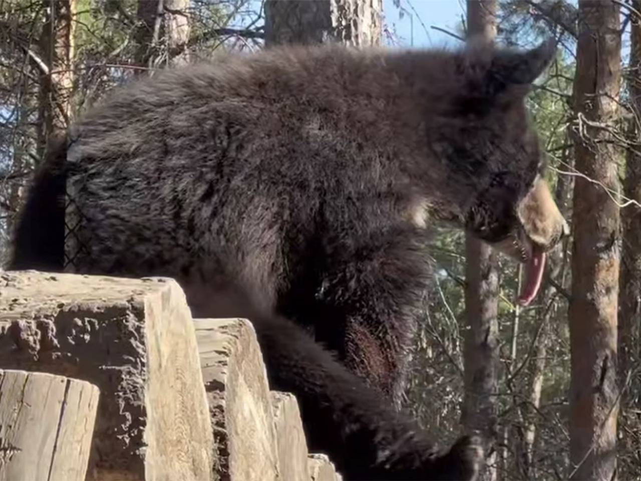 Величественный зверь погрелся на солнышке и показал язык на камеру