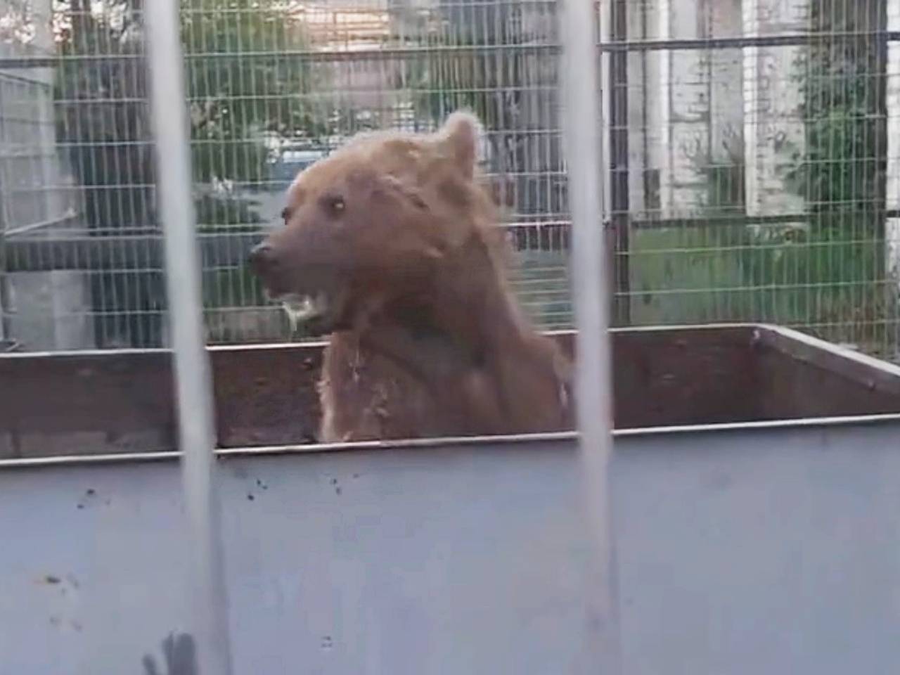 Спасенные из скандального зоопарка Дагестана медведи впервые искупались и попали на видео