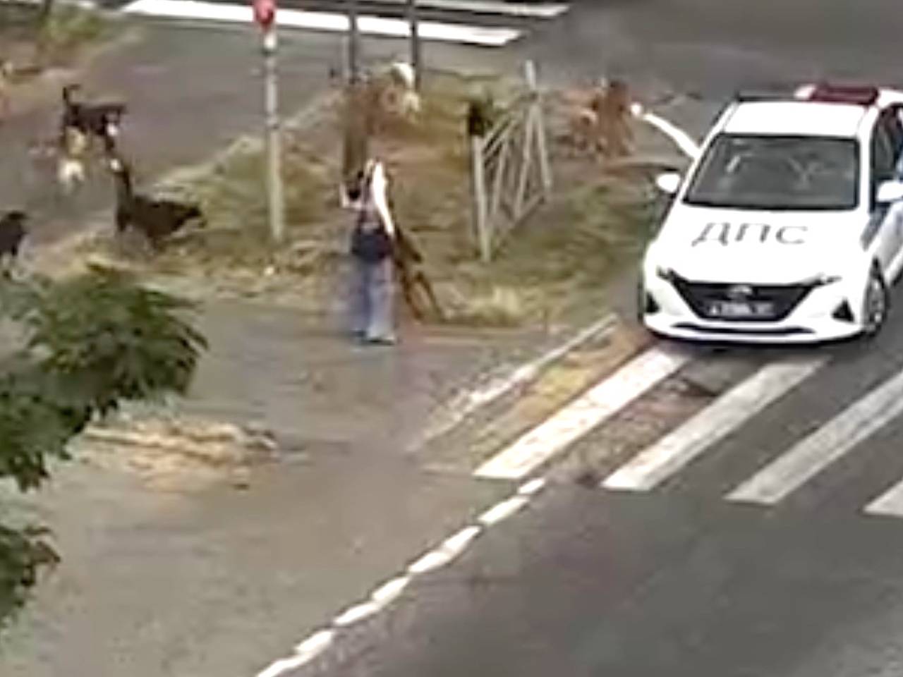 Стая собак набросилась на девушку с питомцем в российском регионе и попала на видео