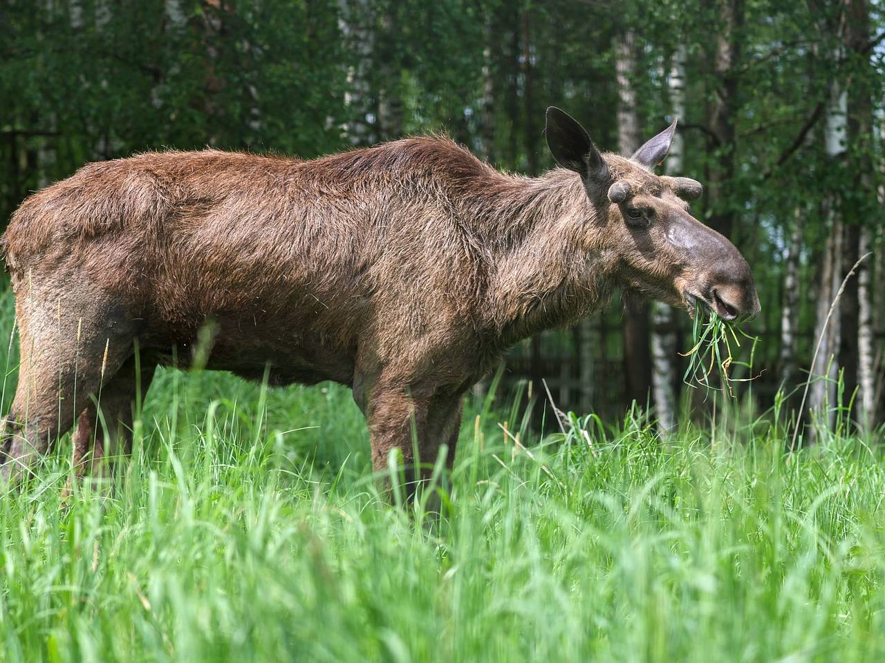 В России лоси взбесились из-за нашествия насекомых