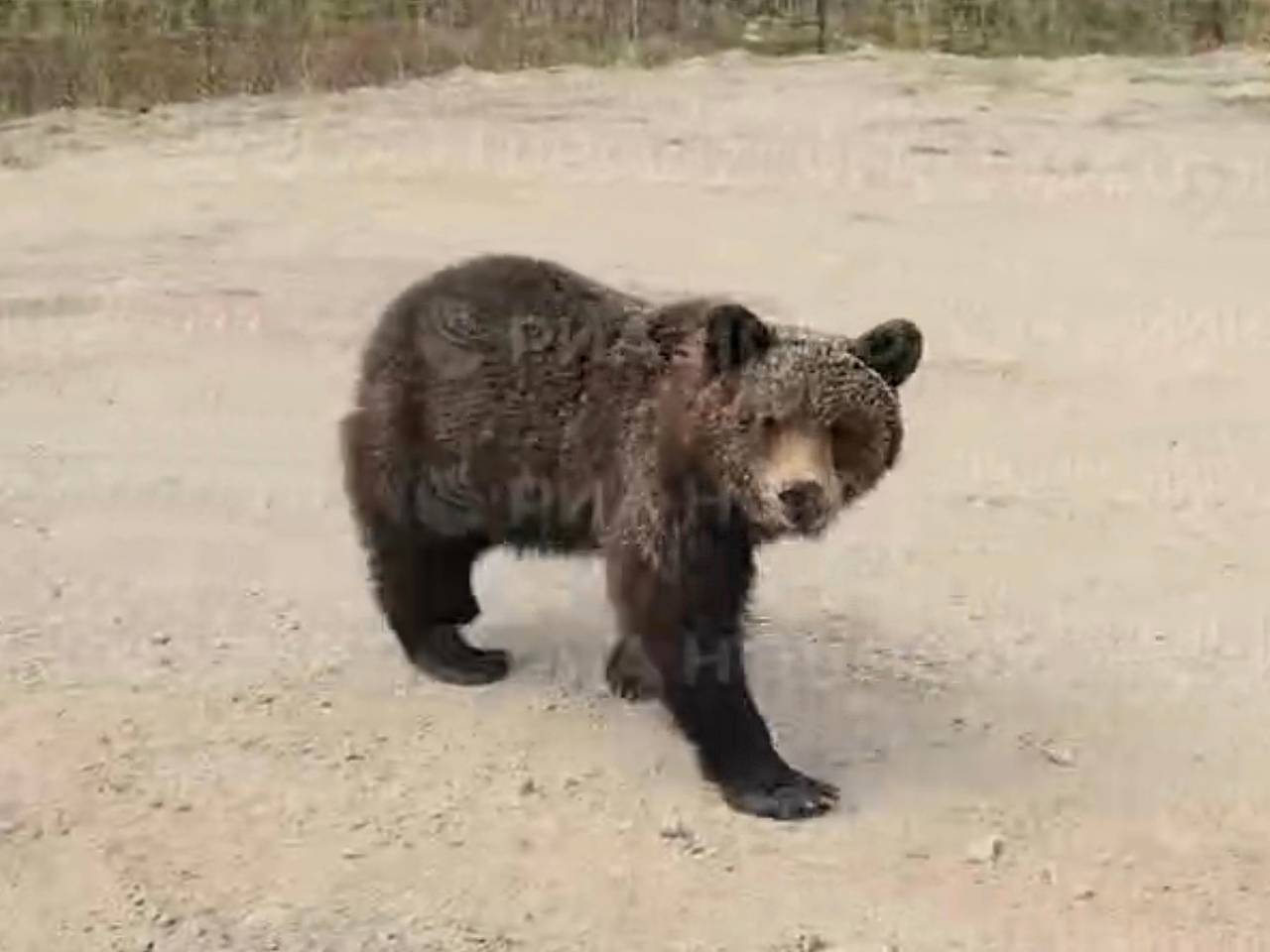 Опасный хищник начал выпрашивать еду у водителей на трассе под Магаданом и попал на видео