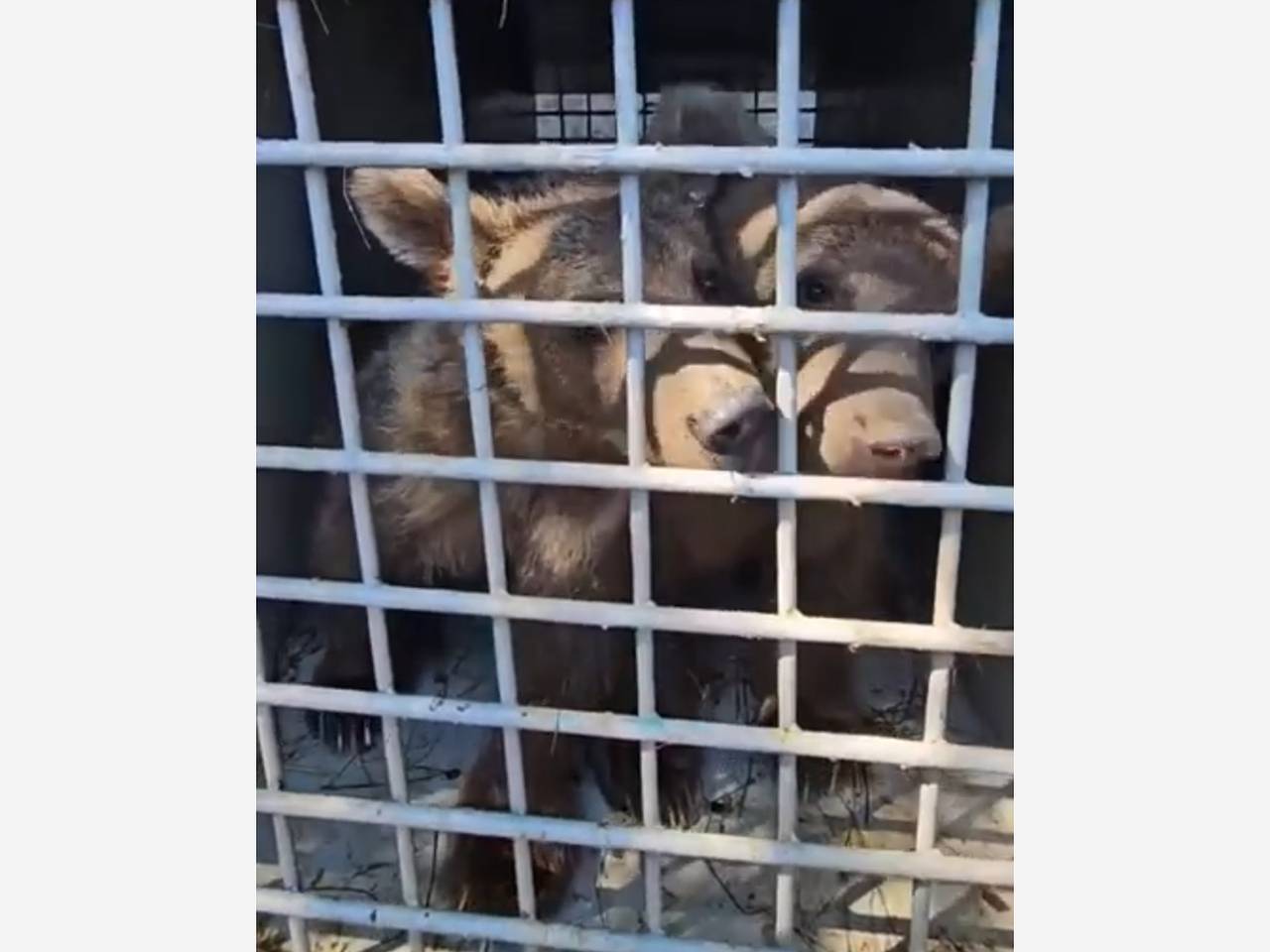 Два осиротевших медвежонка из Южной Осетии прибыли в волгоградский центр &laquo;Дино&raquo;