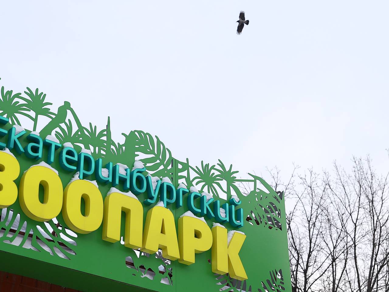 Медведице Алме привезут жениха из Таджикистана