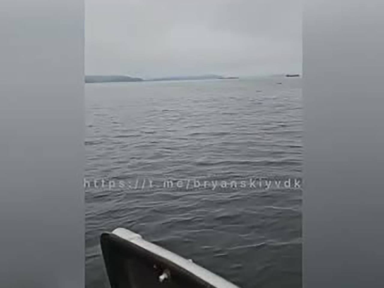 Медведь проплыл 10 километров до Владивостока и попал на видео
