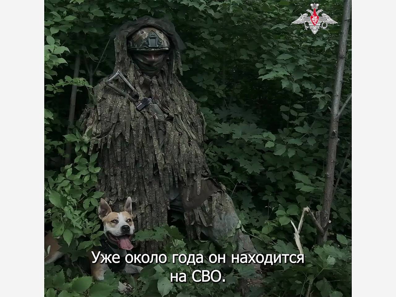 Способная услышать звуки взрывов за километр собака спасала целые группы бойцов на СВО
