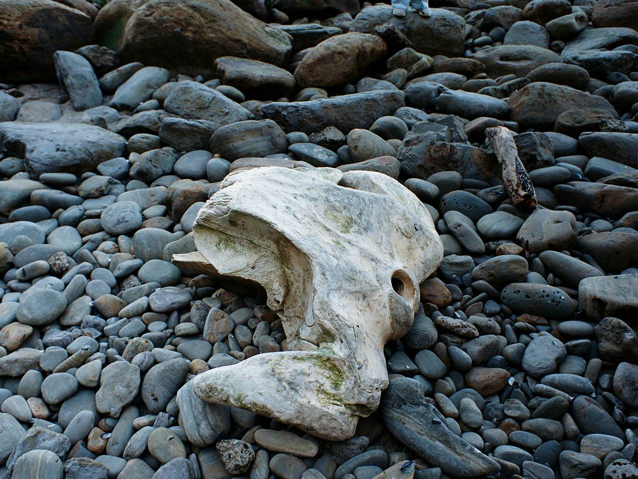 Гигантские кости размером с человека неожиданно нашли в России