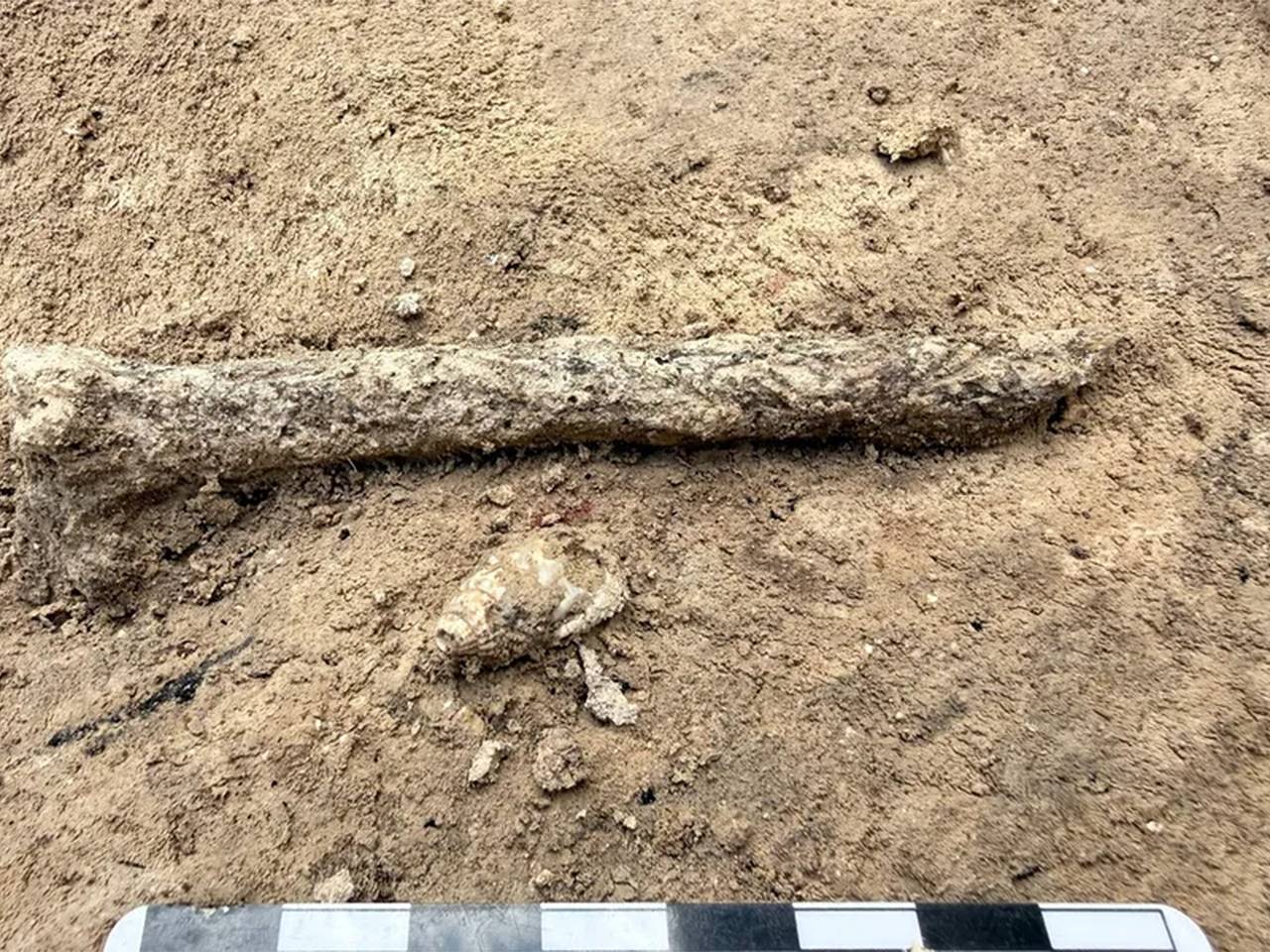Под Воронежем нашли более 50 древних украшений из ракушек