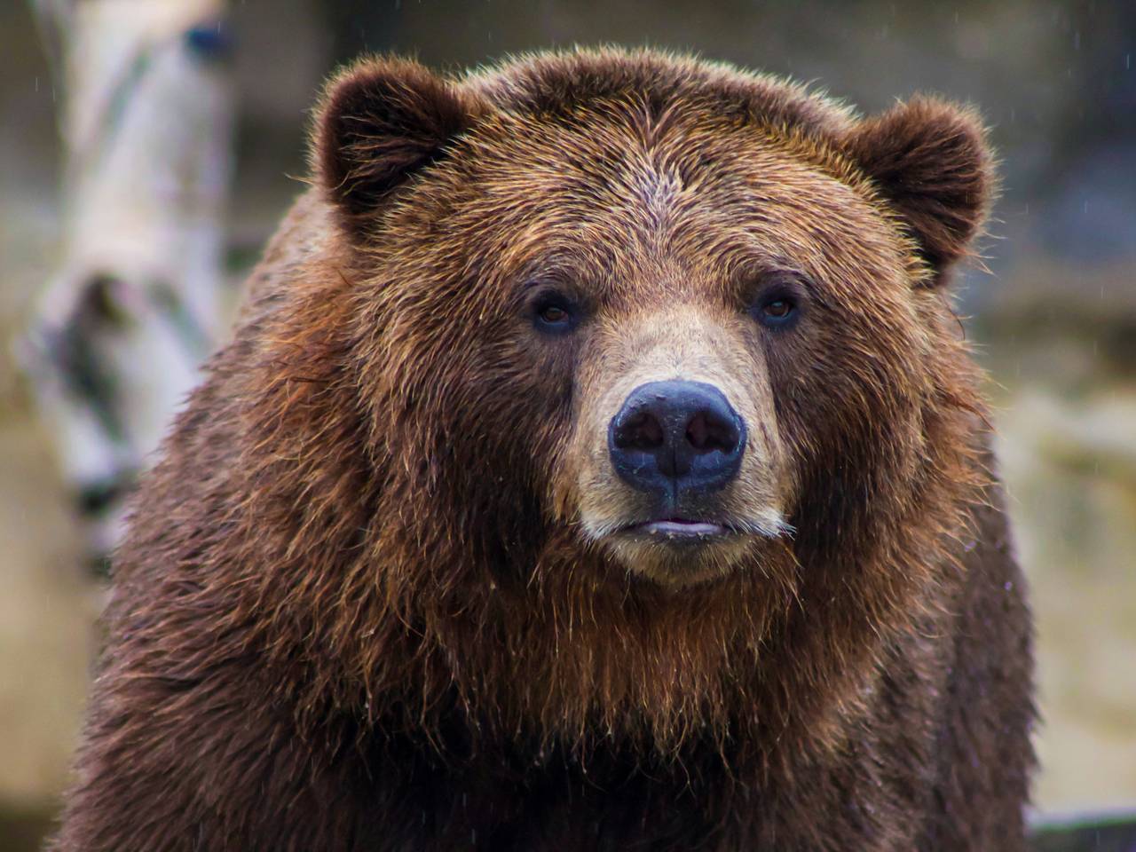 В российском регионе ввели режим повышенной готовности из-за диких животных