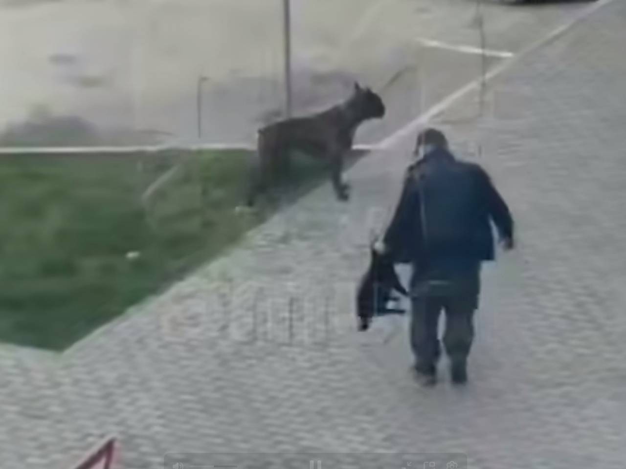 Мужчина жестоко отпинал своего мопса и попал на видео в российском городе