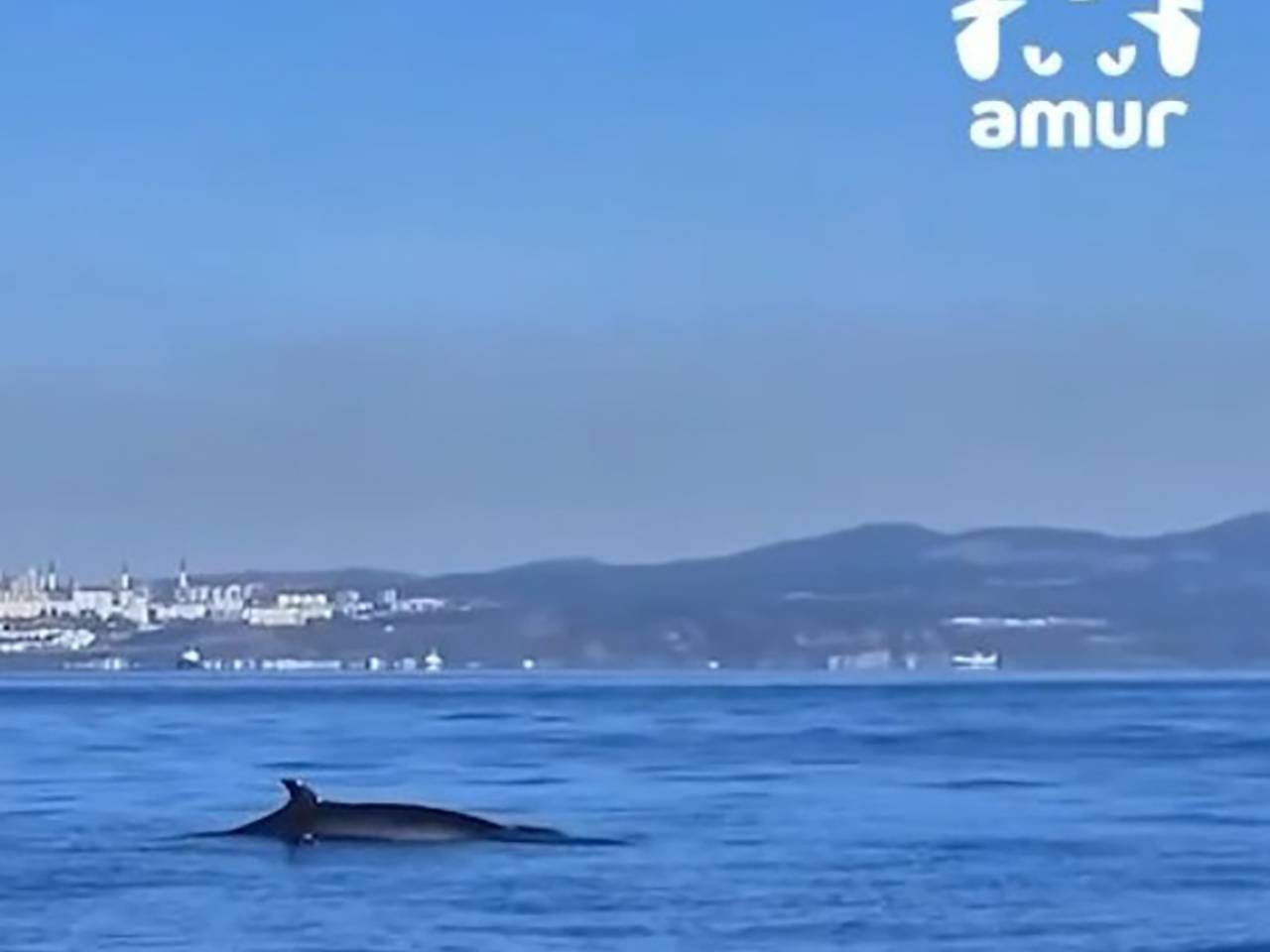 Киты устроили фотосессию на фоне Русского моста